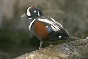 harlequin duck male