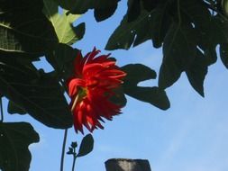 scarlet flower plant in the blue sky