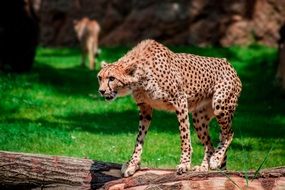 very beautiful leopard