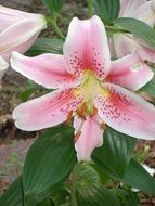 beautiful bright lily in the garden