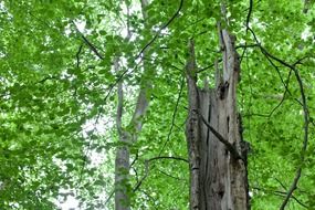 dry stump in the forest