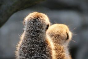 photos from behind of the two meerkats