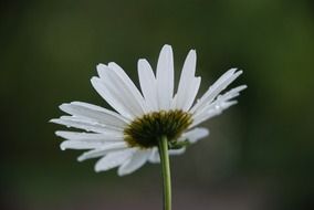 white daisy after rain