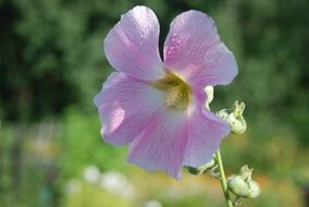 pale pink flower in dewdrops