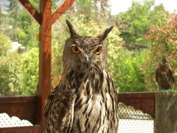 owl with dangerous eyes is looking forward