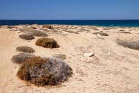 dry grass on the desert beach coast