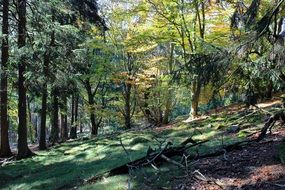 mountains with green moss in the forest