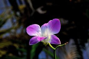 bright purple flower on black background