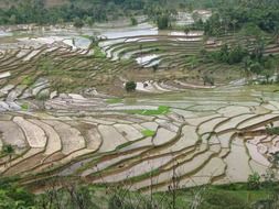 Rice fields in Sumatra in Indonesia