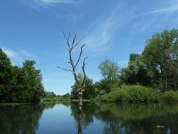 dry tree near the lake