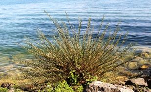 bush on the stone by the lake