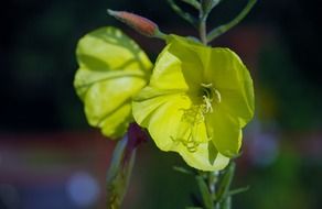 bright yellow wild flowers