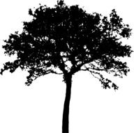 black silhouette of a tree as an illustration