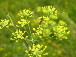 hoverfly on blooming dill