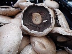 portabello mushrooms