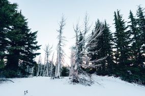 snowy forest in winter at dusk