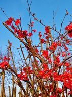 Chaenomeles, bright red flowers on shrub