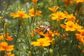 bee on a flowers close-up on blurred background