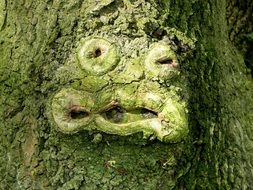 Face on the green tree