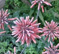 pink aloe flowers in the nature
