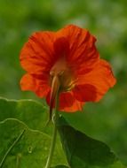 plant with orange flower