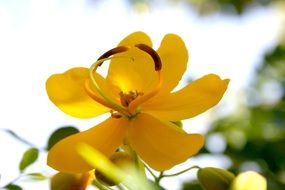 yellow lily bud