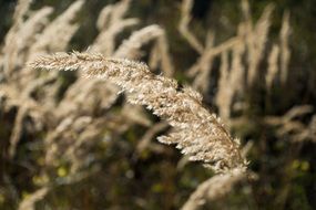 wild grass in autumn