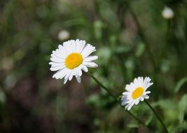 two summer daisies