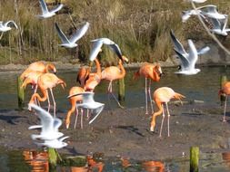 birds in the zoo