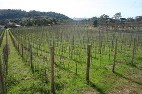 vine field plantation landscape
