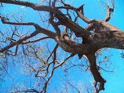 tree in autumn on a clear sunny day closeup