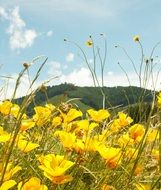 very beautiful mountain flowers
