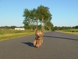 cute yorkshire terrier runs down a country road