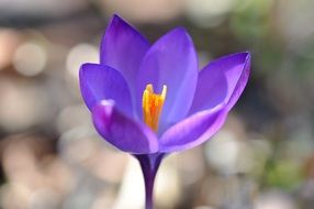 crocus flower close-up shot