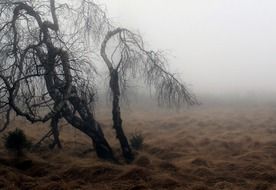 foggy meadow in autumn