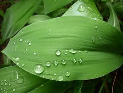 closeup photo of drops of water on green lily leaves