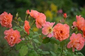 bush of tender garden roses