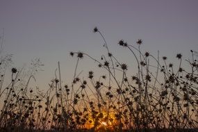 meadow sunset