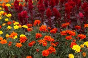 flower meadow with colorful flowers