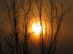 Sunset through the branches