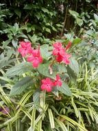 closeup photo of bright pink flowers in peradeniya
