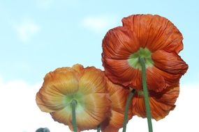poppy flowers in summer time