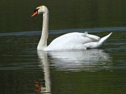 proud white swan in the pond