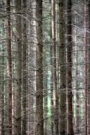 trees with thin branches