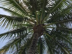 palm tree limbs