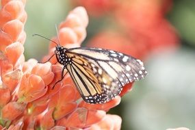 butterfly on the red flower