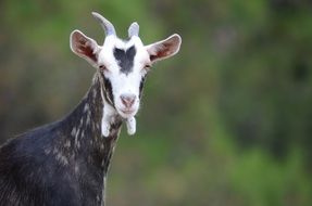 portrait of a black goat with a white face