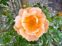 beautiful flower, orange rose