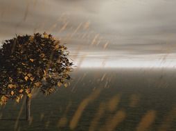 Rain in autumn