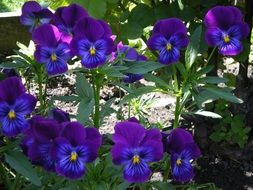 purple flowers of the garden